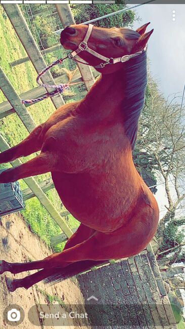 15’1 Bay Horse, Gillian Warnock, Pferd kaufen, Ballyhalbert, Abbildung 5
