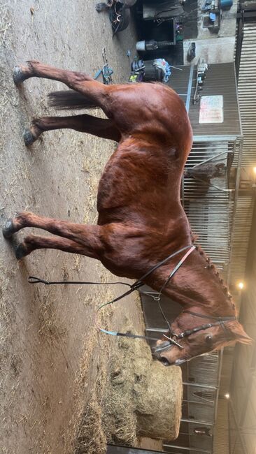 15.1 cob 8 yr, Daniel, Horses For Sale, Kilkenny