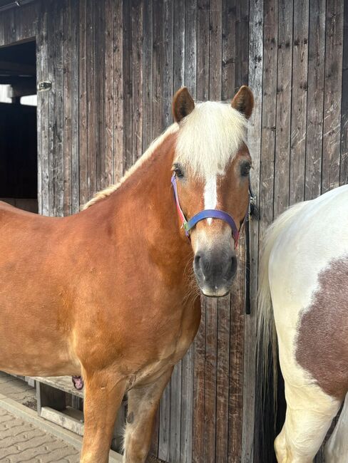 15 jähriger Wallach in bestes Zuhause, Stephie, Horses For Sale, Bückeburg , Image 2
