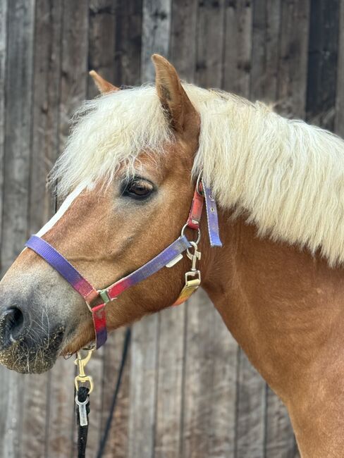15 jähriger Wallach in bestes Zuhause, Stephie, Horses For Sale, Bückeburg , Image 3