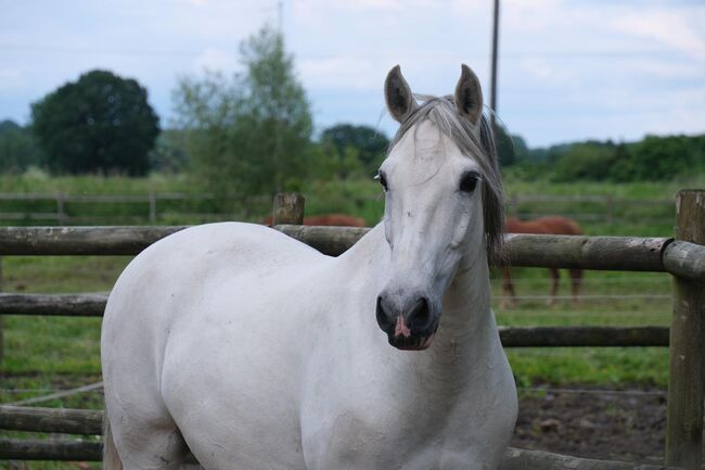 15- jähriger Cruzado (PRE x Lusitano), Christine Gastreich , Pferd kaufen, Telgte, Abbildung 7