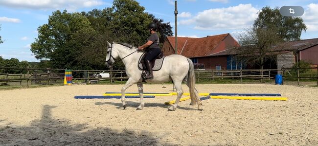 15- jähriger Cruzado (PRE x Lusitano), Christine Gastreich , Pferd kaufen, Telgte, Abbildung 4
