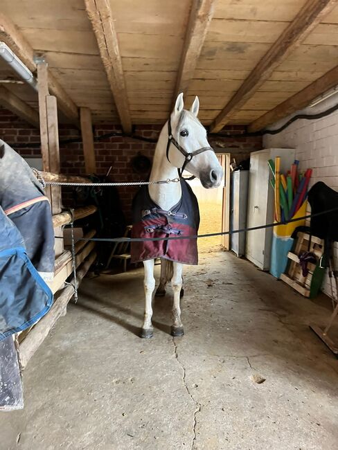 15- jähriger Cruzado (PRE x Lusitano), Christine Gastreich , Pferd kaufen, Telgte, Abbildung 8