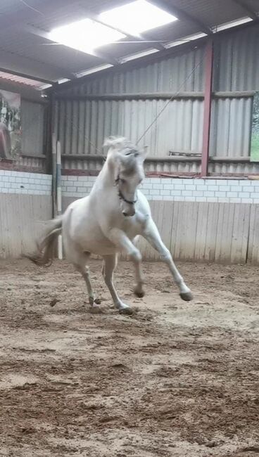 15- jähriger Cruzado (PRE x Lusitano), Christine Gastreich , Pferd kaufen, Telgte, Abbildung 3