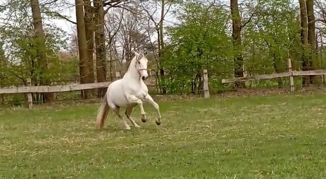 15- jähriger Cruzado (PRE x Lusitano), Christine Gastreich , Pferd kaufen, Telgte, Abbildung 9