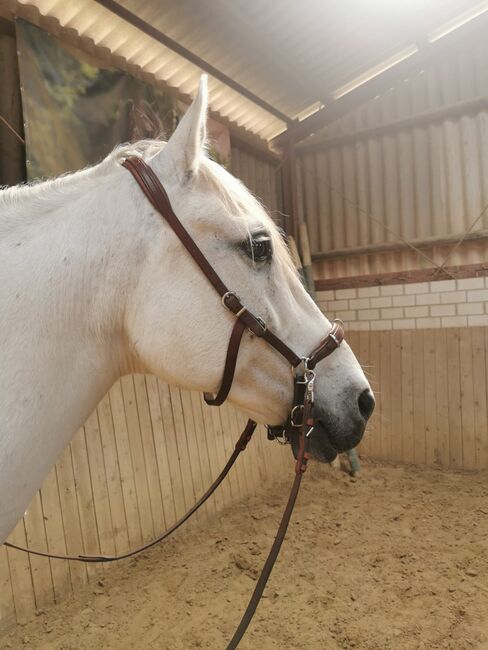15- jähriger Cruzado (PRE x Lusitano), Christine Gastreich , Pferd kaufen, Telgte, Abbildung 2