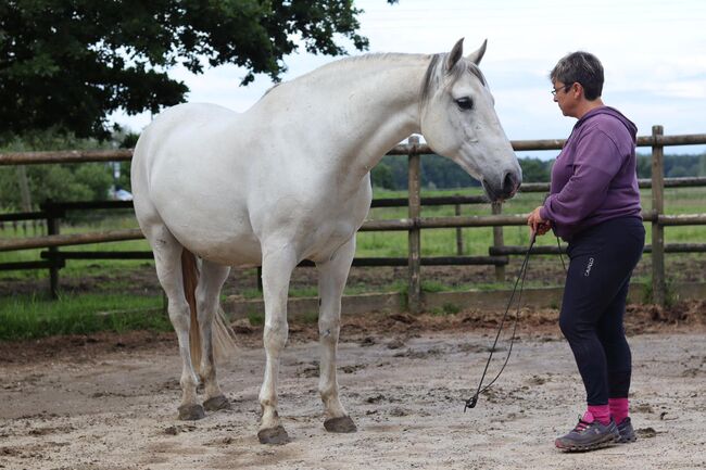 15- jähriger Cruzado (PRE x Lusitano), Christine Gastreich , Pferd kaufen, Telgte, Abbildung 6