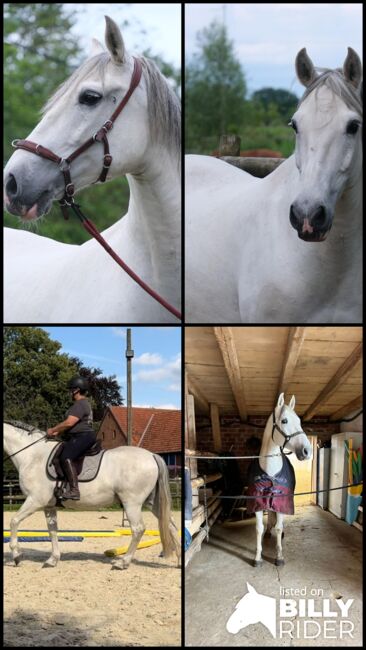 15- jähriger Cruzado (PRE x Lusitano), Christine Gastreich , Pferd kaufen, Telgte, Abbildung 10