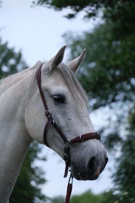 15- jähriger Cruzado (PRE x Lusitano), Christine Gastreich , Pferd kaufen, Telgte, Abbildung 5