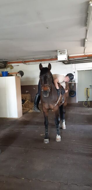 15-jähriger Wallach sucht neues Zuhause, Kathrin, Horses For Sale, Leidersbach