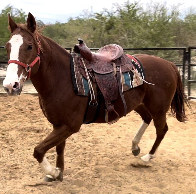 15’ Pleasure Saddle, Andrea Herrera, Western Saddle, San Antonio , Image 5