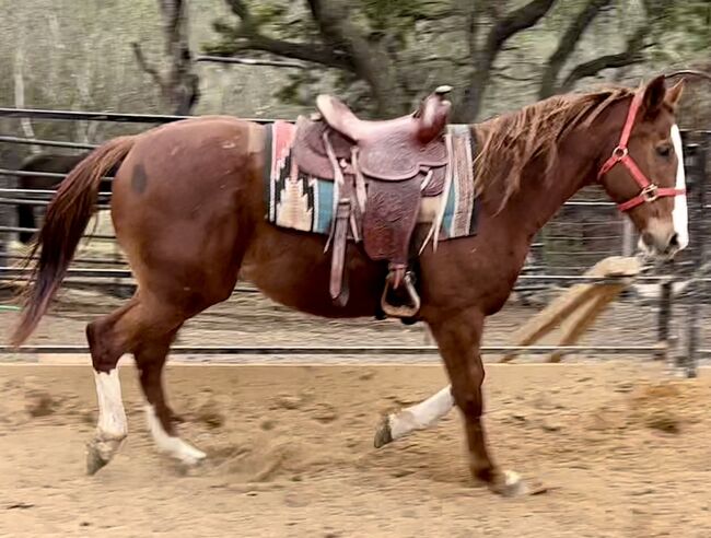 15’ Pleasure Saddle, Andrea Herrera, Western Saddle, San Antonio , Image 4