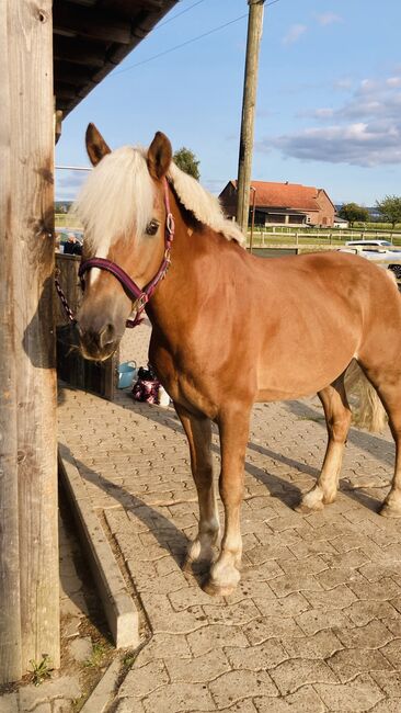 15 jähriger Wallach in bestes Zuhause, Stephie, Horses For Sale, Bückeburg 