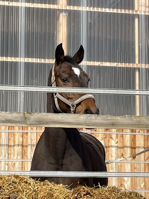 15-jährige Stute Beistellpferd evtl. Zucht - Platz vor Preis, Carina Riegg , Horses For Sale, Burgau