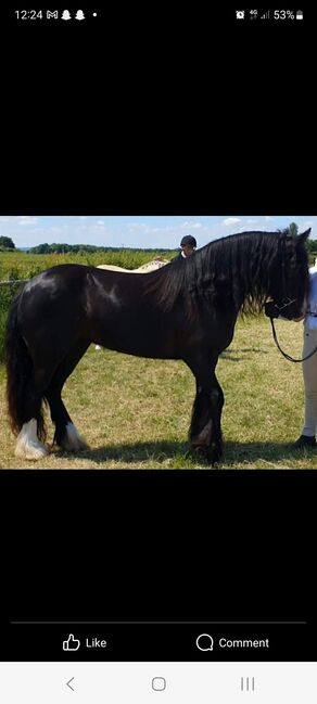 15'1 black mare, Beverley, Konie na sprzedaż, Oakham, Image 2