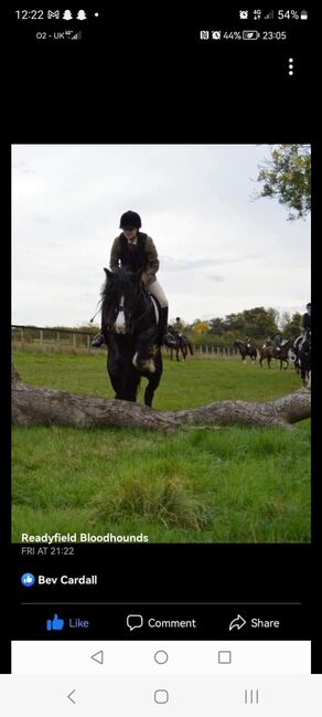 15'1 black mare, Beverley, Pferd kaufen, Oakham, Abbildung 3