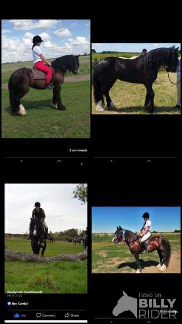 15'1 black mare, Beverley, Pferd kaufen, Oakham, Abbildung 5