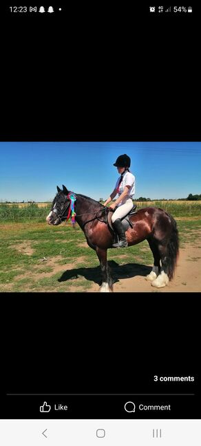 15'1 black mare, Beverley, Pferd kaufen, Oakham, Abbildung 4