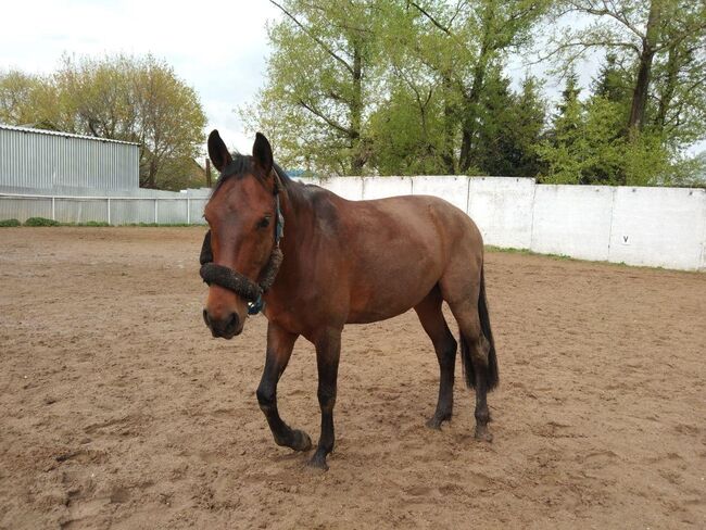 152cm Wallach, Evelyn Pferdhod, Horses For Sale, Debrecen, Image 2