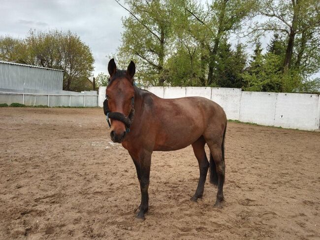 152cm Wallach, Evelyn Pferdhod, Horses For Sale, Debrecen, Image 3