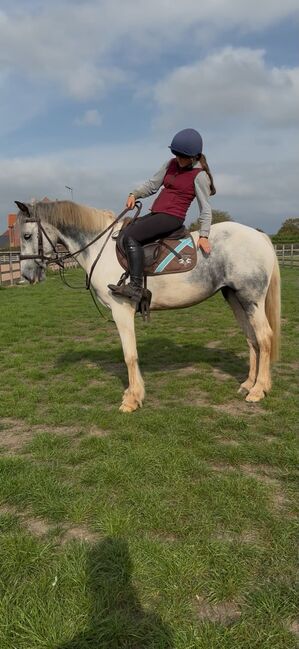 15hh 6yo Irish Mare, Brook, Horses For Sale, Newark Nottinghamshire 