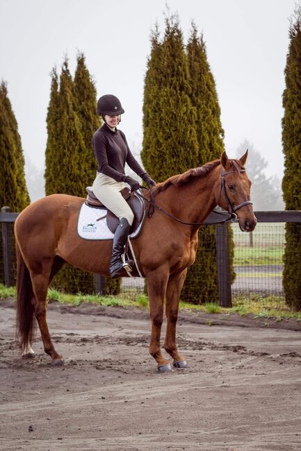 16.3hh 17 year old chestnut mare, Rechell, Horses For Sale, Lafayette Oregon , Image 5