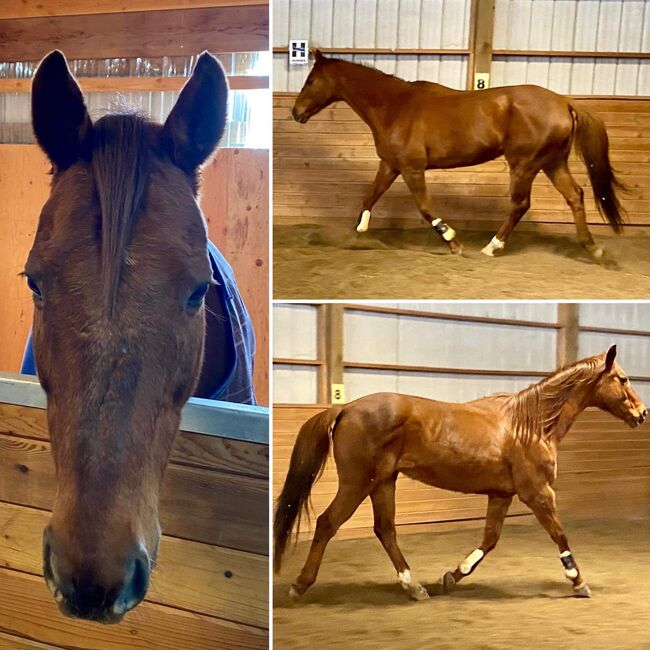 16.3hh 17 year old chestnut mare, Rechell, Pferd kaufen, Lafayette Oregon , Abbildung 4