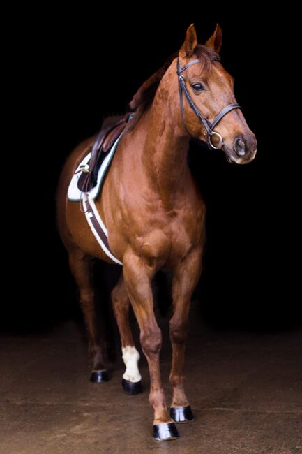 16.3hh 17 year old chestnut mare, Rechell, Pferd kaufen, Lafayette Oregon , Abbildung 3