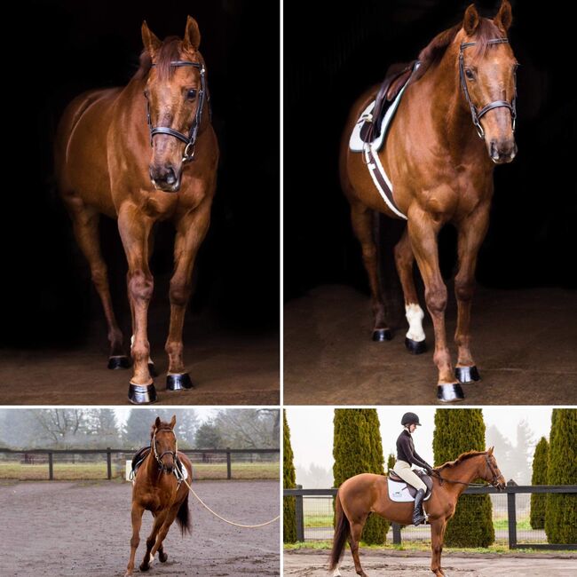 16.3hh 17 year old chestnut mare, Rechell, Pferd kaufen, Lafayette Oregon , Abbildung 2
