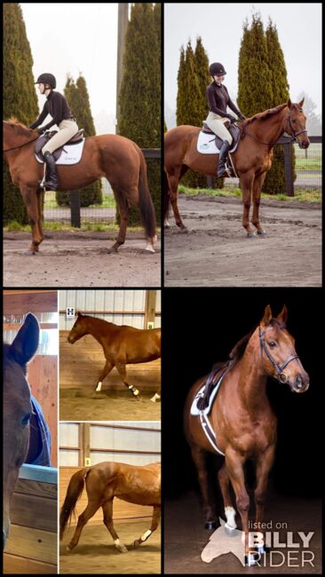 16.3hh 17 year old chestnut mare, Rechell, Pferd kaufen, Lafayette Oregon , Abbildung 6