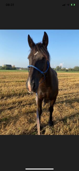 16 jähriger wallach, Tanja, Horses For Sale, Thannhausen , Image 3