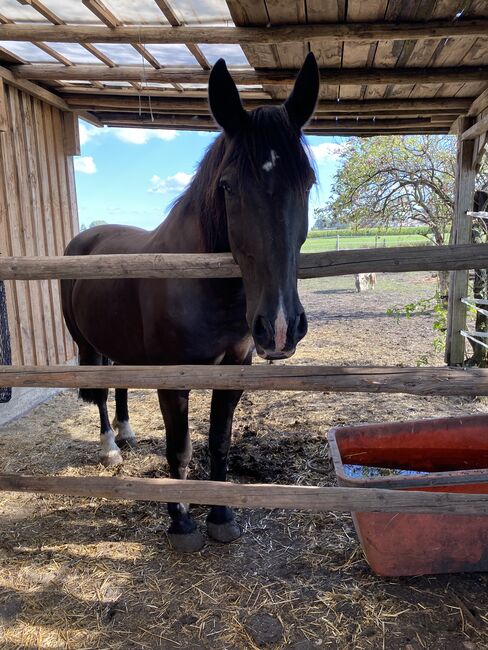 16 jähriger wallach, Tanja, Horses For Sale, Thannhausen , Image 2