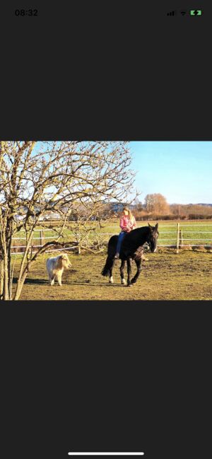 16 jähriger wallach, Tanja, Horses For Sale, Thannhausen , Image 4