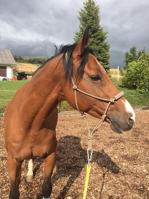 16jährige Freizeit Stute, Daniela , Horses For Sale, Langenrohr, Image 4