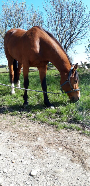 16jährige Freizeit Stute, Daniela , Horses For Sale, Langenrohr, Image 3