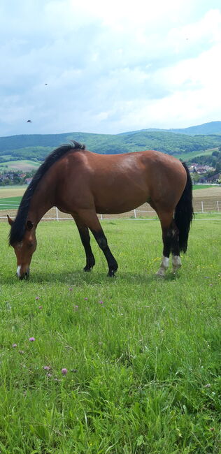 16jährige Freizeit Stute, Daniela , Horses For Sale, Langenrohr