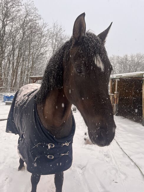 16 jährigen Spanier, Nina Geppert, Konie na sprzedaż, Aldenhoven , Image 5