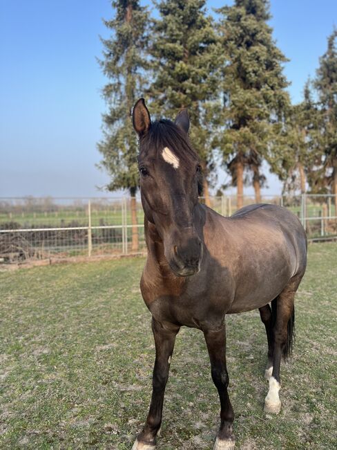 16 jährigen Spanier, Nina Geppert, Konie na sprzedaż, Aldenhoven 