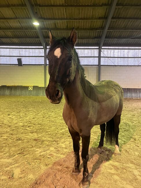 16 jährigen Spanier, Nina Geppert, Konie na sprzedaż, Aldenhoven , Image 3