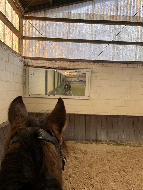 16 jährigen Spanier, Nina Geppert, Konie na sprzedaż, Aldenhoven , Image 13