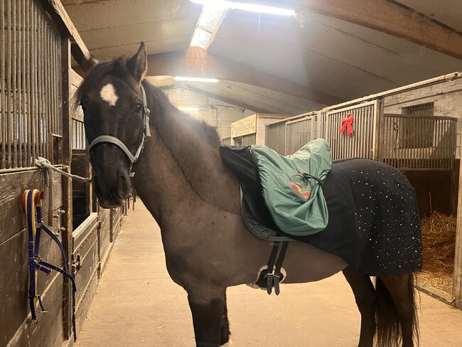 16 jährigen Spanier, Nina Geppert, Horses For Sale, Aldenhoven , Image 10