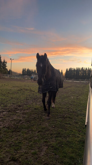 16 jährigen Spanier, Nina Geppert, Horses For Sale, Aldenhoven , Image 11