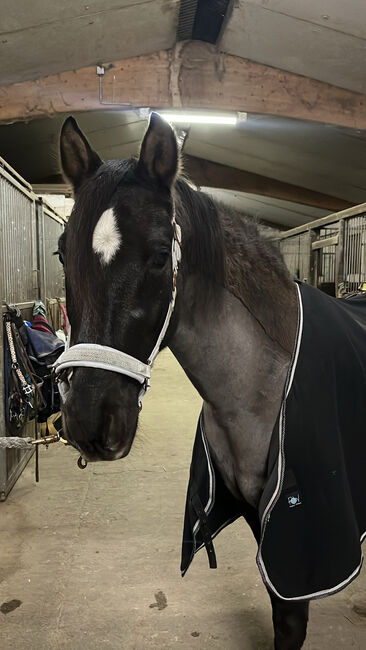 16 jährigen Spanier, Nina Geppert, Horses For Sale, Aldenhoven , Image 4