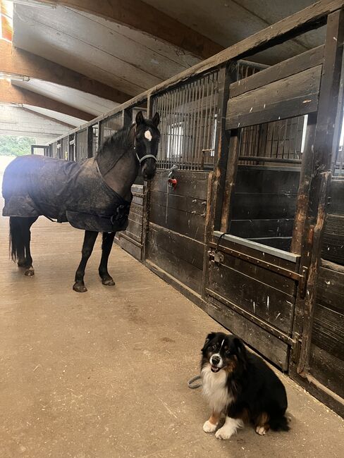 16 jährigen Spanier, Nina Geppert, Horses For Sale, Aldenhoven , Image 12