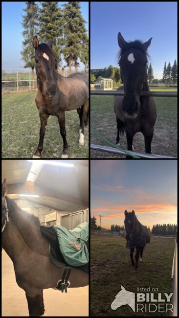 16 jährigen Spanier, Nina Geppert, Horses For Sale, Aldenhoven , Image 14