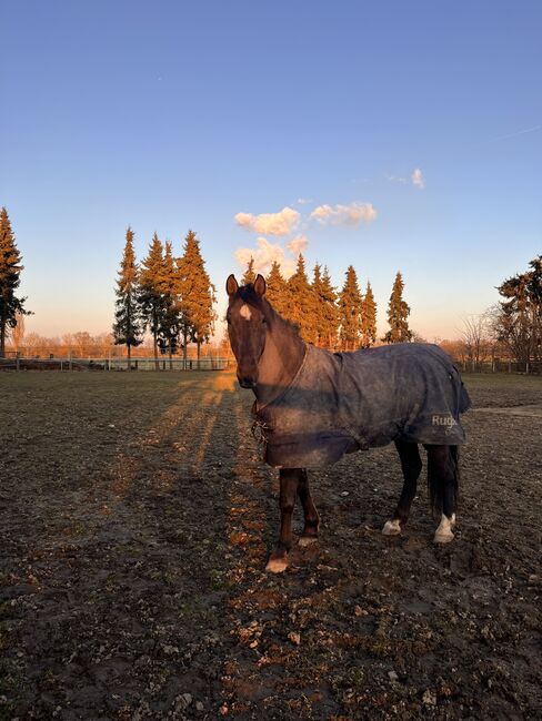 16 jährigen Spanier, Nina Geppert, Horses For Sale, Aldenhoven , Image 8