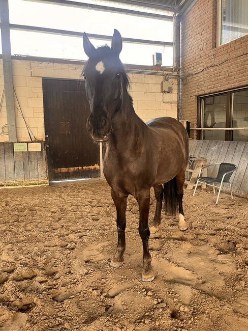 16 jährigen Spanier, Nina Geppert, Horses For Sale, Aldenhoven , Image 7