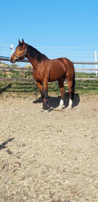 16jährige Freizeit Stute, Daniela , Horses For Sale, Langenrohr, Image 2