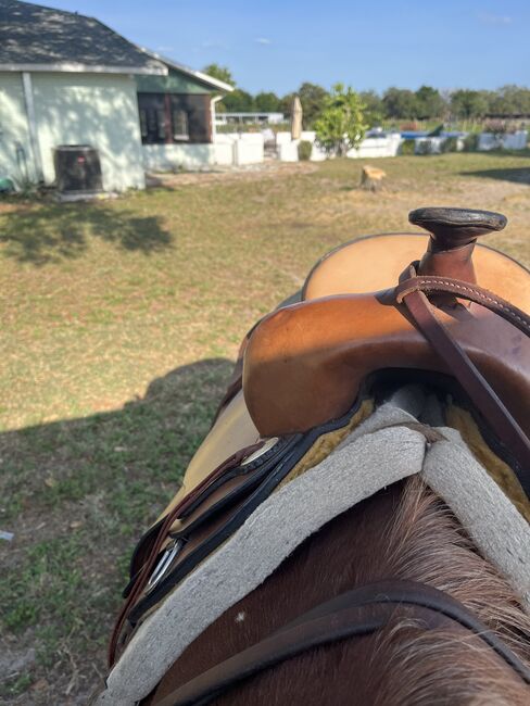 16” Riders’ Choice Trail Lite Western Saddle, Riders’ Choice Trail Lite, Amy Strother, Western Saddle, Haines City, Image 16