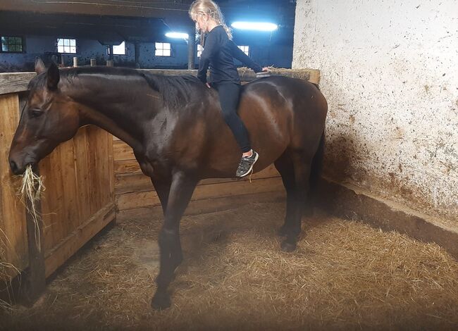 16 Jähriger Englischer Vollblut Wallach, Vanessa, Horses For Sale, Strassen